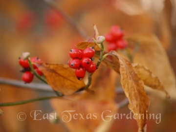 dogwood berries